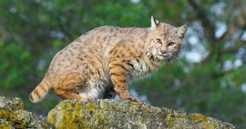 15 Most Aggressive Cat Breeds You Should Know About 13 Want to know about the most dangerous cat breeds? Check out 8 that aren’t for the feint of heart. Surprisingly, many are legal to own!