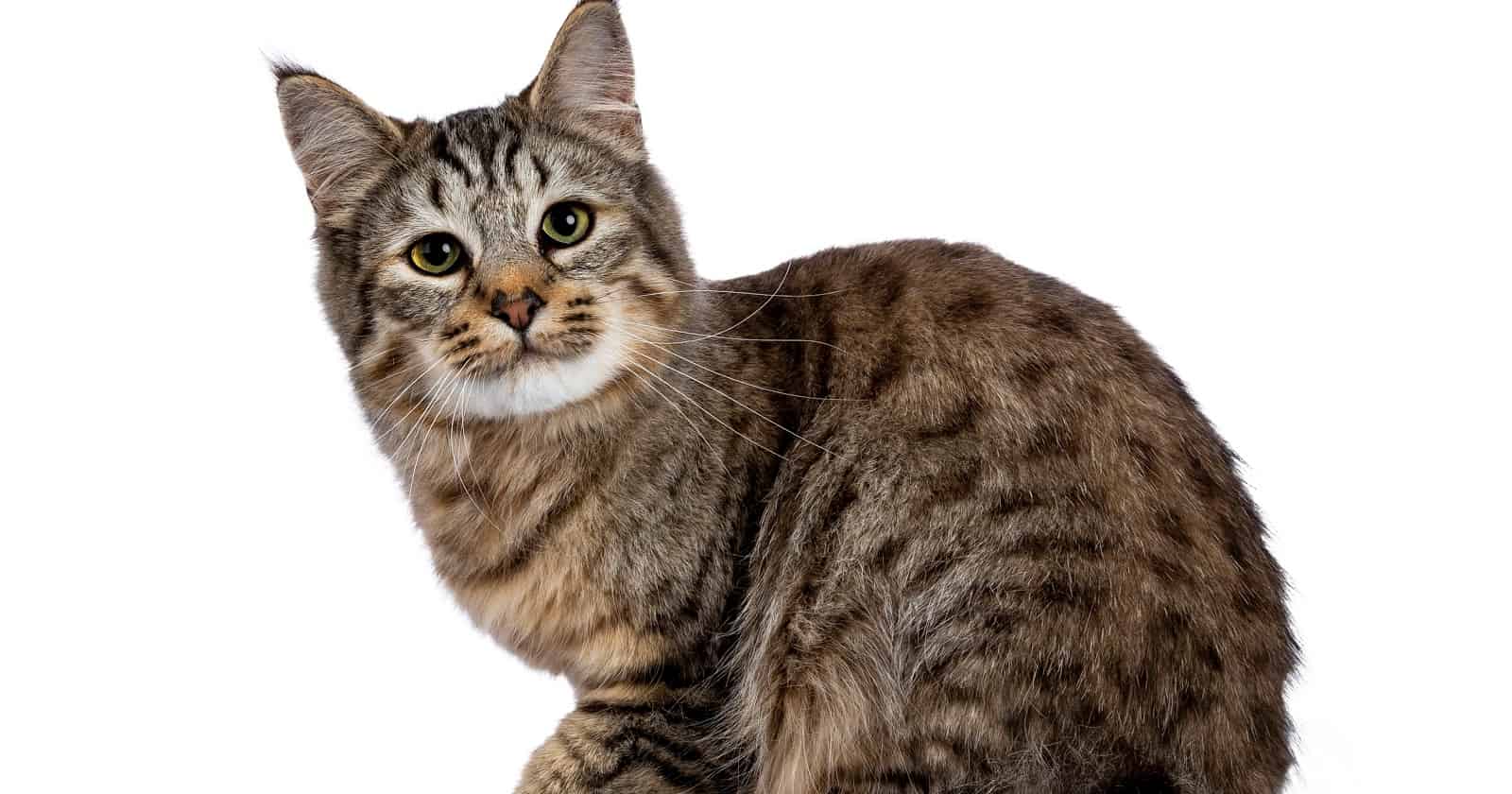 15 Most Dangerous Cat Breeds in the World 5 Pixie-bobs are among the dangerous cat breeds