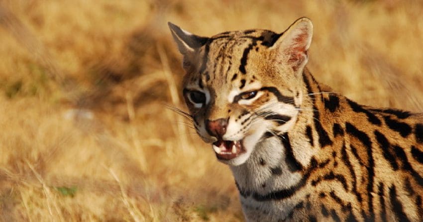 15 Most Aggressive Cat Breeds You Should Know About 8 Want to know about the most dangerous cat breeds? Check out 8 that aren’t for the feint of heart. Surprisingly, many are legal to own!