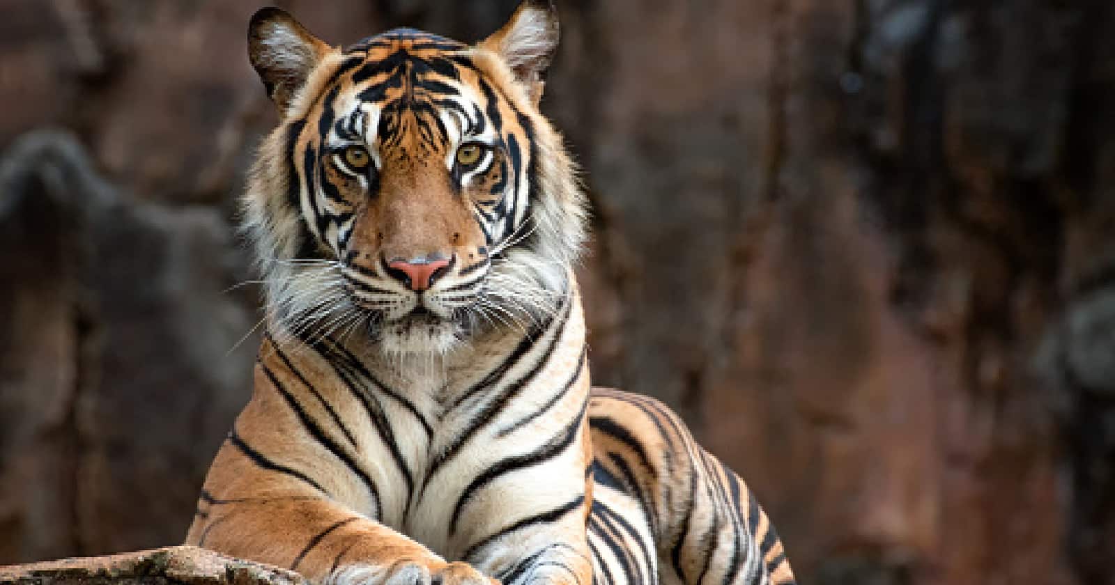 15 Most Dangerous Cat Breeds in the World 1 Wild cats are among the dangerous cat breeds