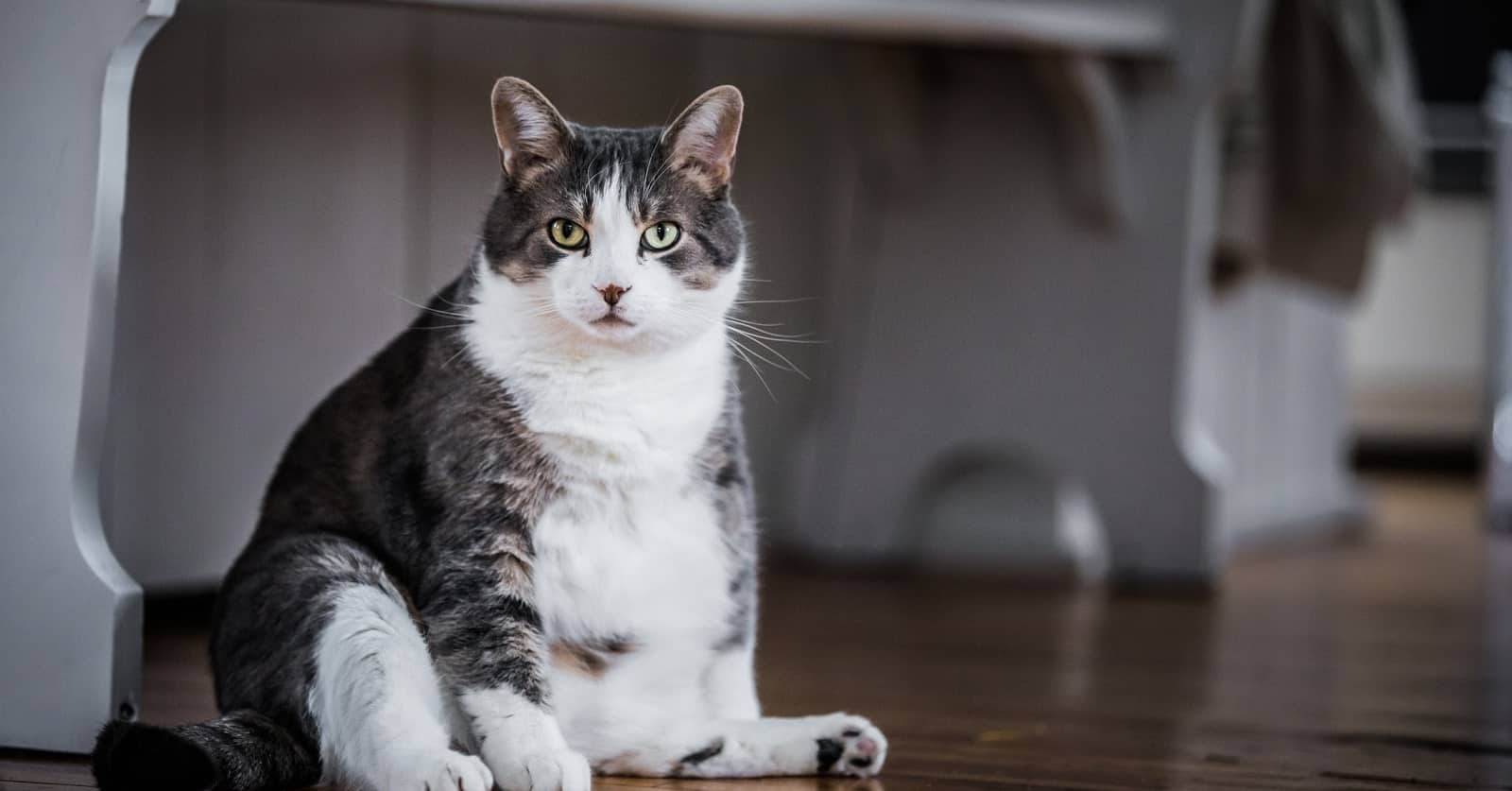 Why does a cat's belly hang is a common question. The answer is simple. It's not a pooch, it's a pouch. A primordial pouch, to be exact. Find out what that is!