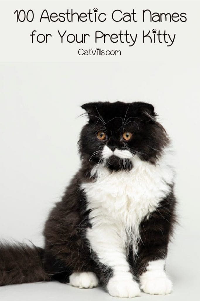 We're sharing 100 of the most beautiful and elegant aesthetic cat names ever, split evenly for boys & girls. Take a look! 