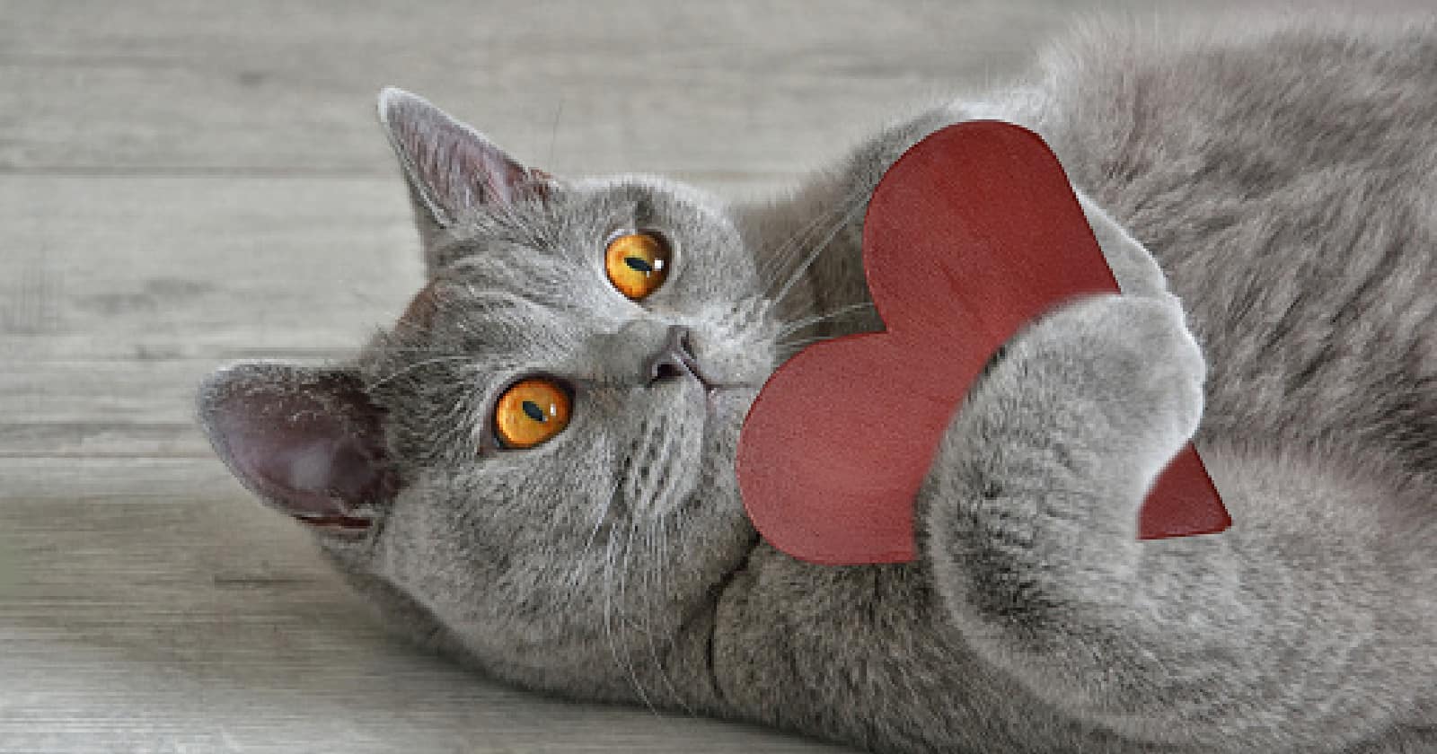 Do cats feel love for other cats? What about their humans? Are they even capable of love at all? Read on to learn the answers!