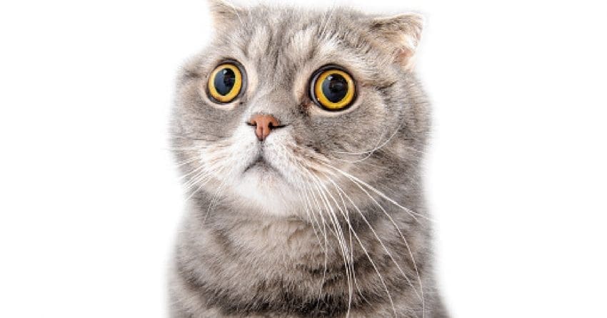 20 Breeds of Cats With Big Eyes: Eyes That Mesmerize 8 Scottish Fold