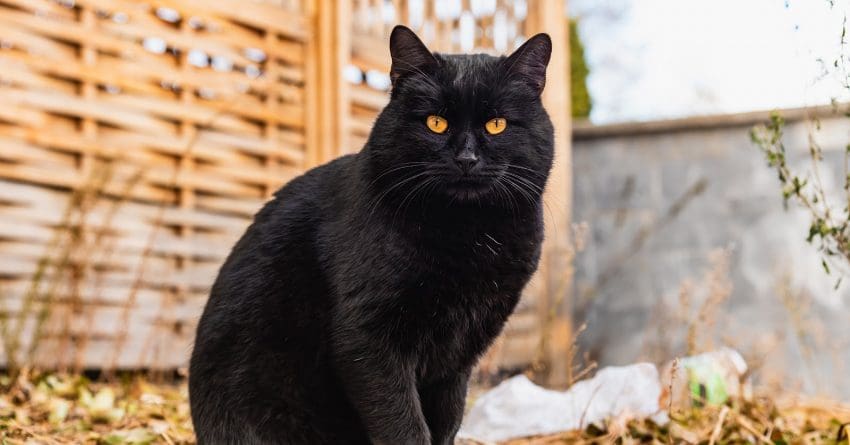 Need some amazing names for cats with gold eyes? Read on! We came up with 100 wonderful ideas, split evenly for boys and girls!