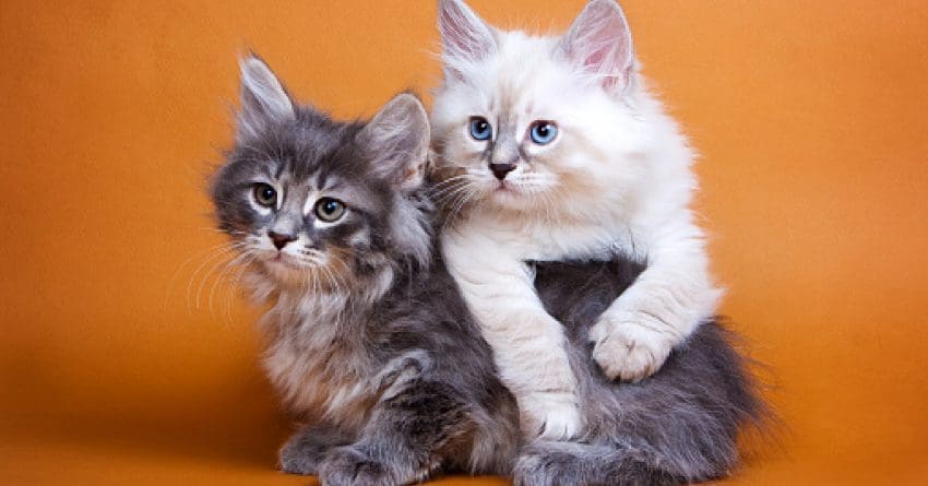Are you fascinated with grey cat breeds&nbsp;and can&rsquo;t get enough of their stunning appearance? Then you'll love these top 8 silver beauties!