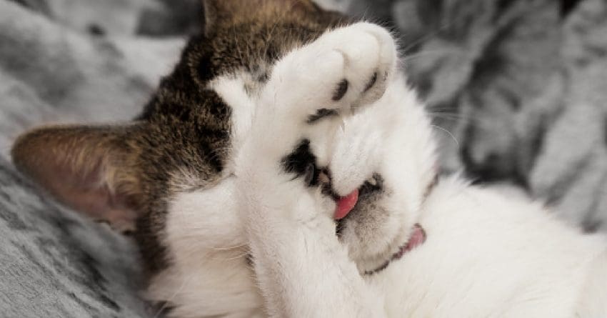 Did you know that there are some smells that cats hate so much; they'll go out of their way to avoid them? Read on to find out what they are!