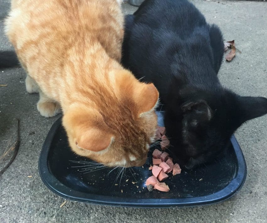 stella chewy magical dinner dust review cats 2