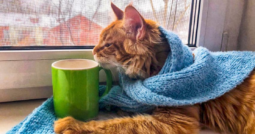 100 Totally Terrific Tea Names For Cats 1 If you're passionate about Oolong and Earl Grey, you'll love these 100 terrific tea names for cats! Check them out!
