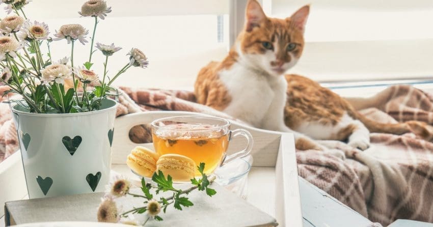 100 Totally Terrific Tea Names For Cats 2 If you're passionate about Oolong and Earl Grey, you'll love these 100 terrific tea names for cats! Check them out!