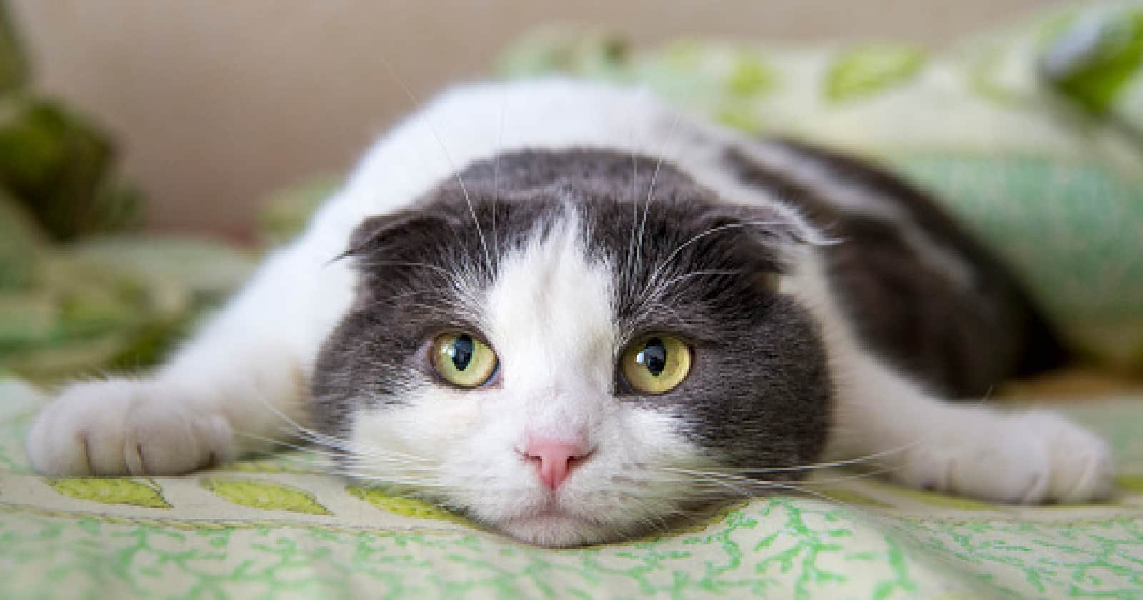 Deep cat thoughts- a guide to your cat's mind