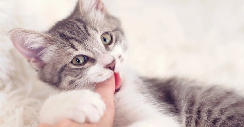 Looking for the best ways to train a kitten not to bite? We&rsquo;ve got you covered! Read on for 8 simple yet proven strategies!
