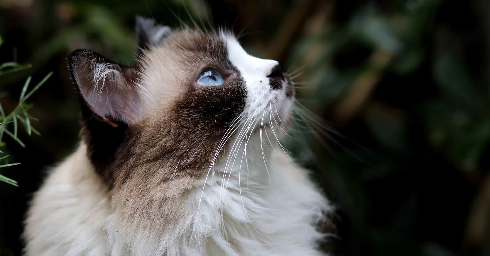 Looking for cat breeds that can be left alone and won&rsquo;t miss you too much when you&rsquo;re gone? Check out these 7 independent felines!