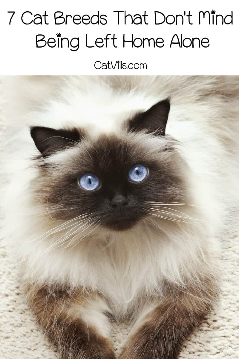 Looking for cat breeds that can be left alone and won&rsquo;t miss you too much when you&rsquo;re gone? Check out these 7 independent felines! 