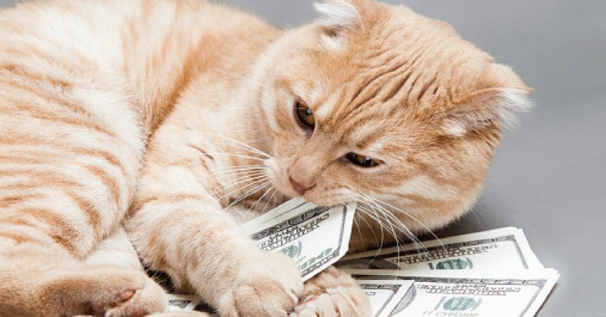 If glitz and glamor are your thing, you'll love these luxury cat names! Check them out and find your kitty's totally posh moniker!