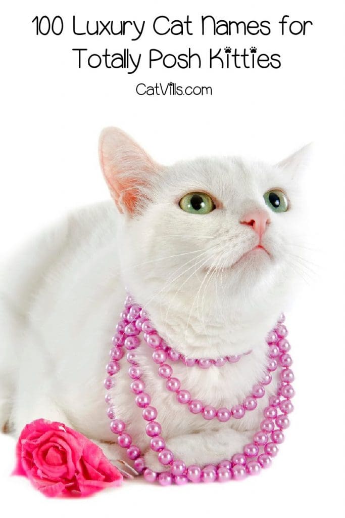 If glitz and glamor are your thing, you'll love these luxury cat names! Check them out and find your kitty's totally posh moniker!