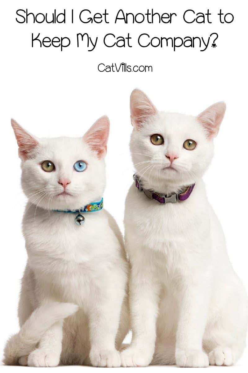 Wondering, "Should I get another cat to keep my cat company?" Curious if gender matters when adding a second kitty? Check out these answers and more!