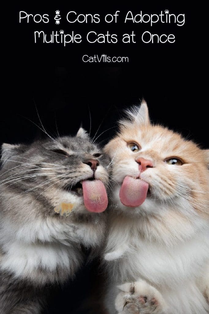 Thinking about adopting multiple cats at once but not sure if it's a good idea? Take a look at the pros and cons to help you decide!