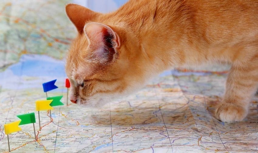100 Gorgeous Geography Cat Names for Males & Females 2 From cities to seas to towering mountains, the world is full of beautiful ideas for geography cat names. Check out 100 that we really love!