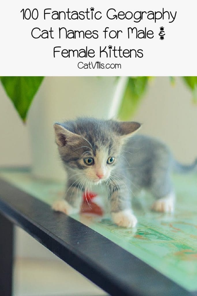 100 Gorgeous Geography Cat Names for Males & Females 3 From cities to seas to towering mountains, the world is full of beautiful ideas for geography cat names. Check out 100 that we really love!