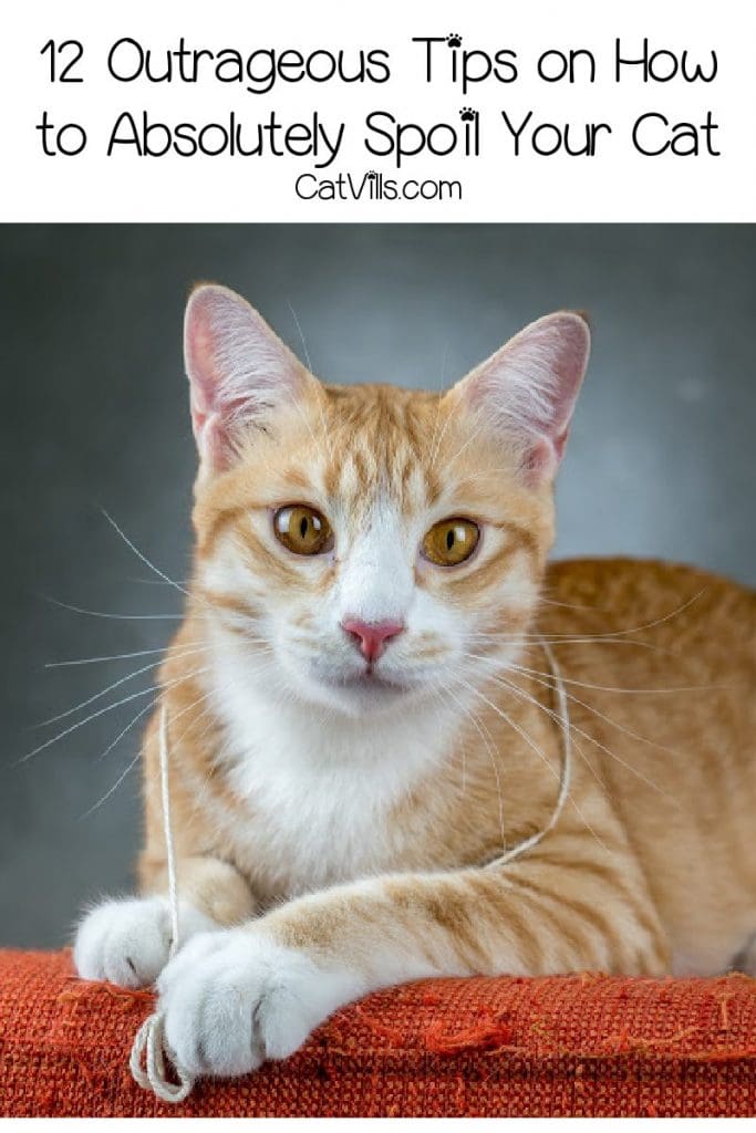 How to Spoil Your Cat? 12 Outrageous Tip 13 Looking for some amazing tips on how to spoil your cat? Check out these outrageous ideas that will make kitty feel like royalty!