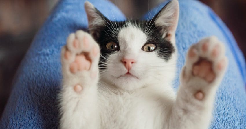 If miracle cat names is what you're looking for, then this is the place to be! We have 110 ideas for your new feline friend. Take a look!