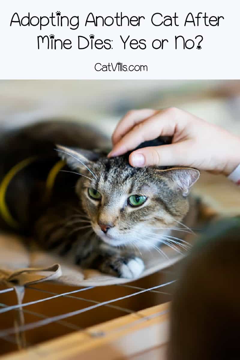 What do you do when your cat is dying? How do you cope or help your other cats? Read on for answers to these tough questions and more.