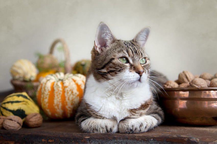 7 Cat Treat Recipes: Show Limitless Love to Your Feline Friend 3 Looking for some great cat Thanksgiving and Christmas cat treat recipes? We’ve got you covered! Check out 7 ideas that are perfect for the holidays (or any other time of the year)!