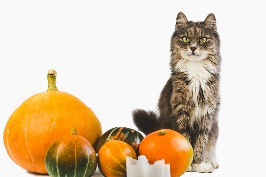7 Cat Treat Recipes: Show Limitless Love to Your Feline Friend 5 Looking for some great cat Thanksgiving and Christmas cat treat recipes? We’ve got you covered! Check out 7 ideas that are perfect for the holidays (or any other time of the year)!