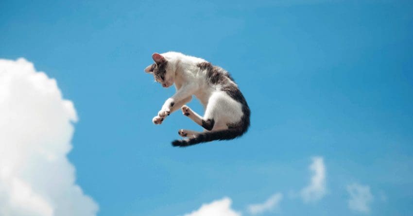 What cat breeds jump the highest? Almost all cats have major leaping skills, but one breed actually breaks records! Find out which!