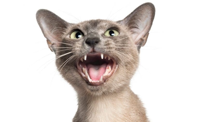 10 Most Talkative Cat Breeds Exposed: The Gift of Gab 3 close-up on a Tonkinese meoowing (18 months old)