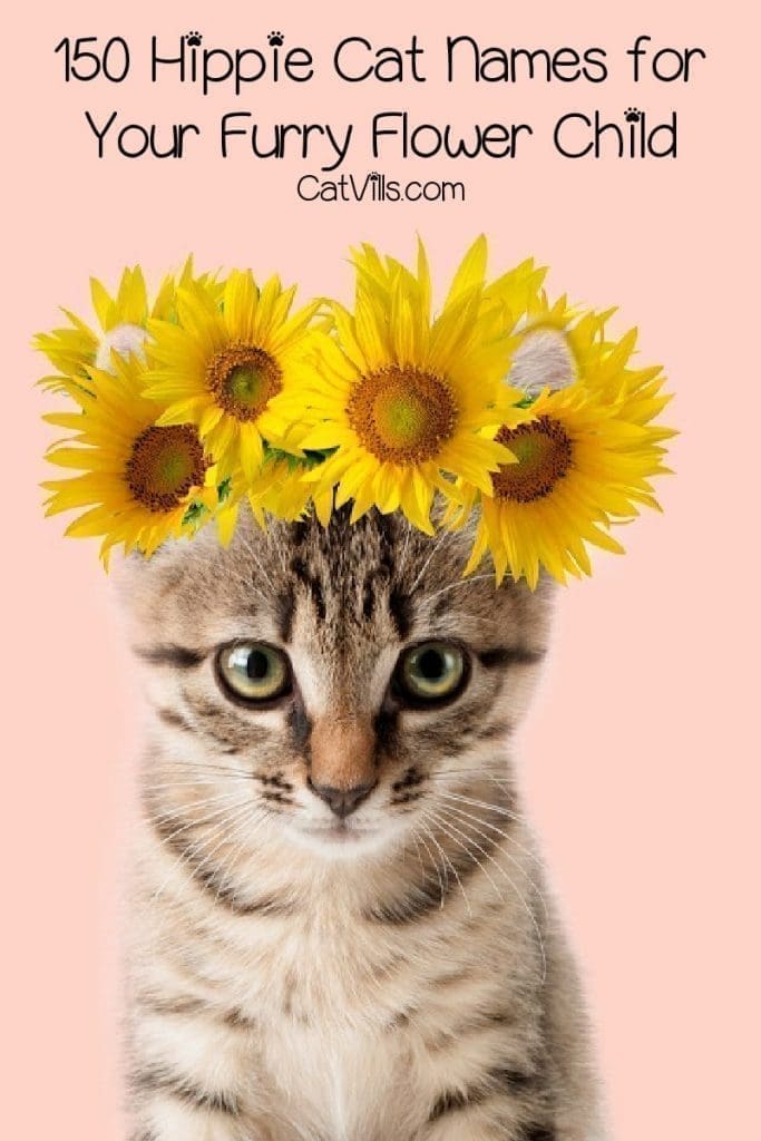 These 100 hippie cat names are just perfect for your new furry flower child. We found 50 each for male and female kittens. Check them out! 