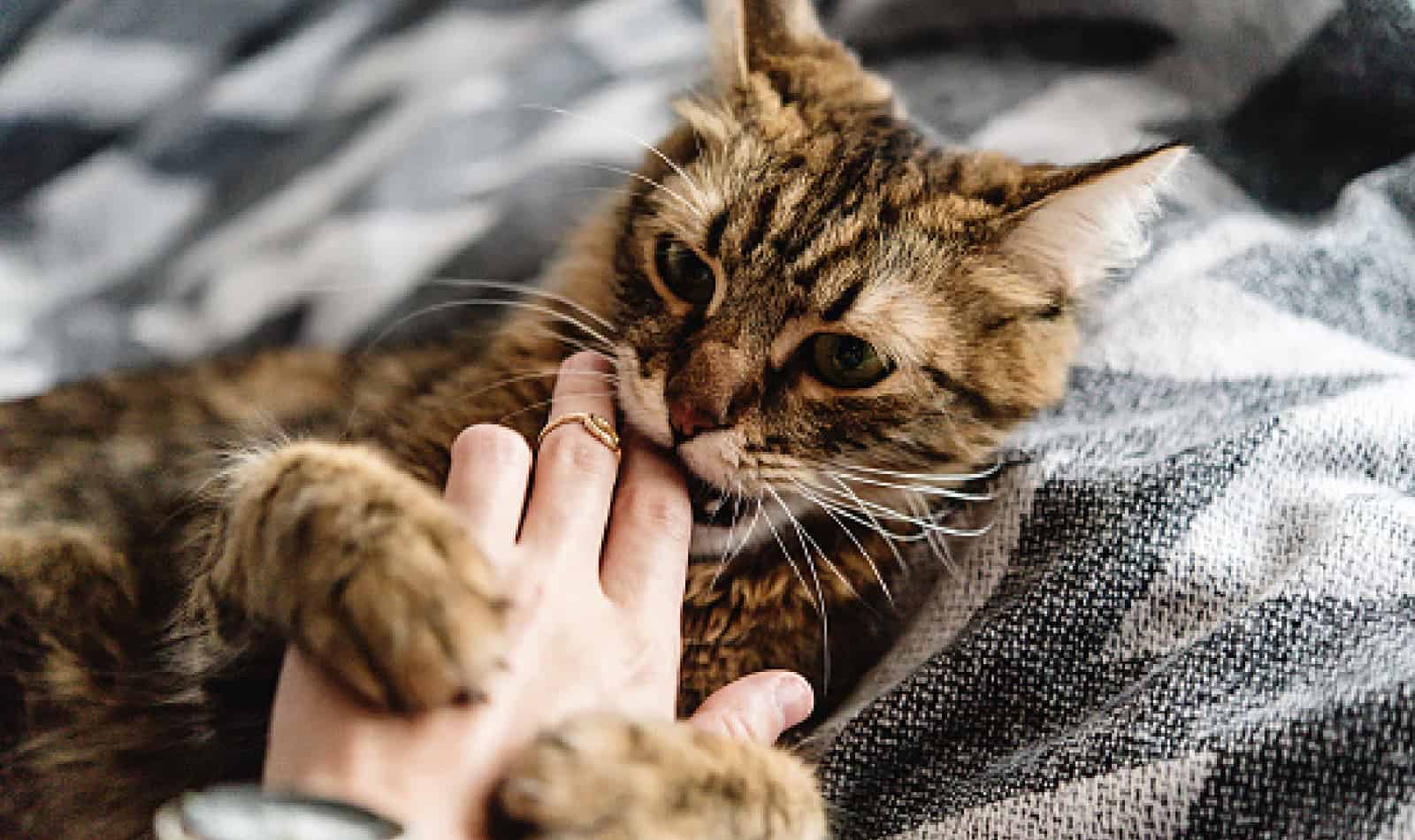 Kitten suckling is a normal behavior in the early stages of kitten life. However, it can be a problem if it becomes obsessive. Read on to learn the difference.