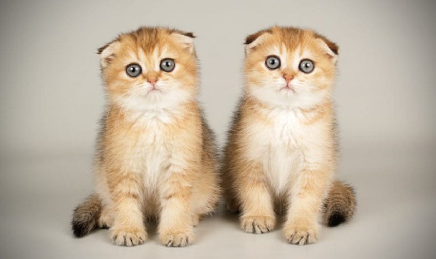 Popular Scottish Cat Names And Their Meanings 2 Looking for some cute names for Scottish fold cats? Wait until you see what I came up with! Check out 100 ideas, with 50 each for boy and girl kittens.