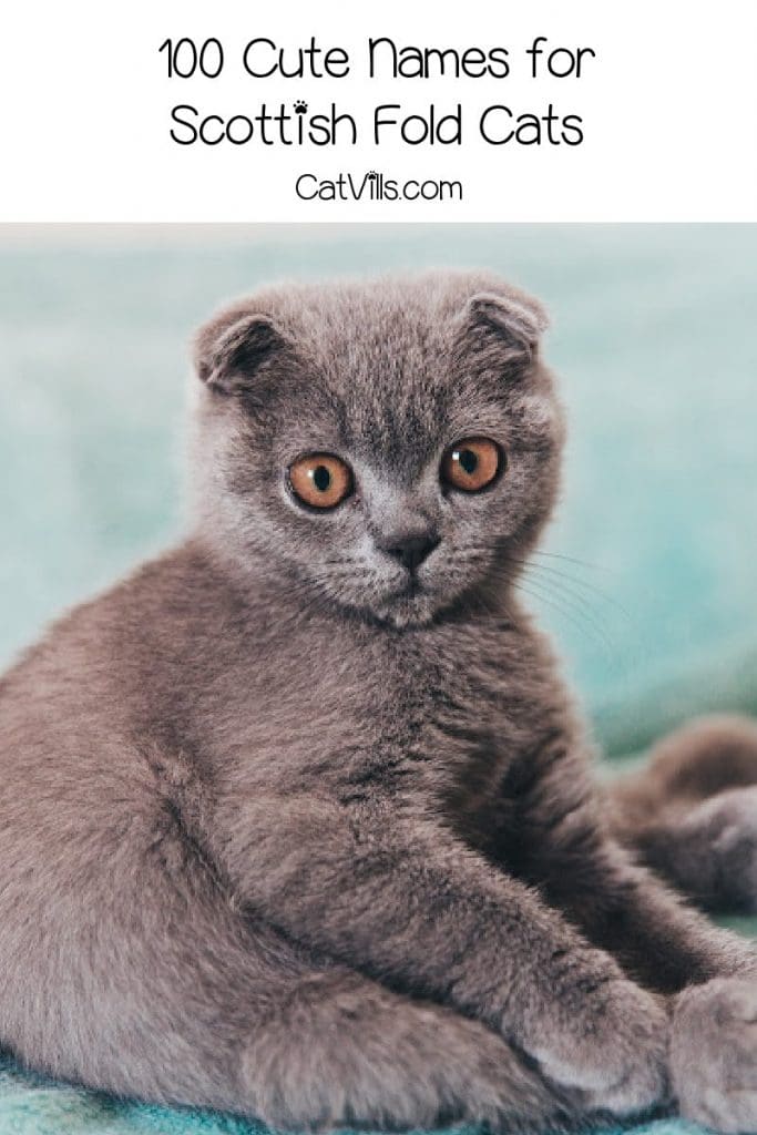 Popular Scottish Cat Names And Their Meanings 3 Looking for some cute names for Scottish fold cats? Wait until you see what I came up with! Check out 100 ideas, with 50 each for boy and girl kittens.