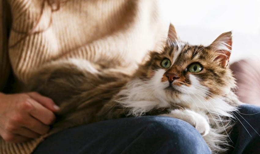 20 Breeds of Cats With Big Eyes: Eyes That Mesmerize 5 Are you madly in love with cat breeds with big eyes? Then you'll absolutely swoon over these 8 breeds with ginormous peepers! Check them out!