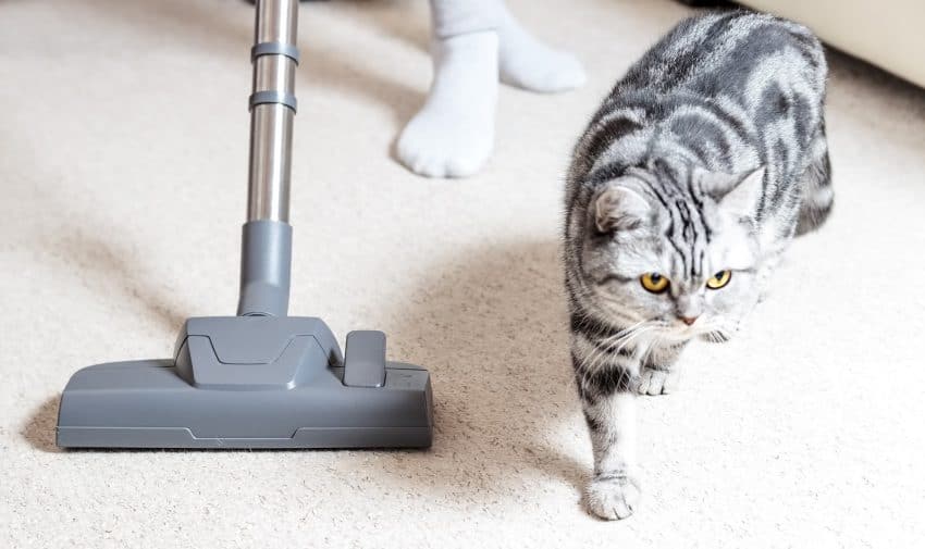 From uprights to handheld to robots, we're looking at all the BEST vacuums for cat litter in every category. Check out our full reviews!