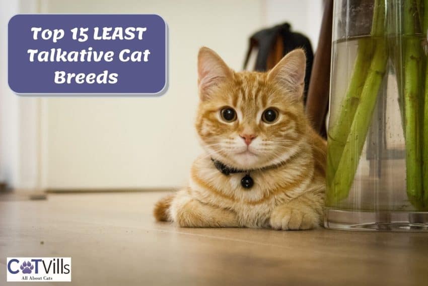 15 Quiet Cat Breeds For Harmony at Home