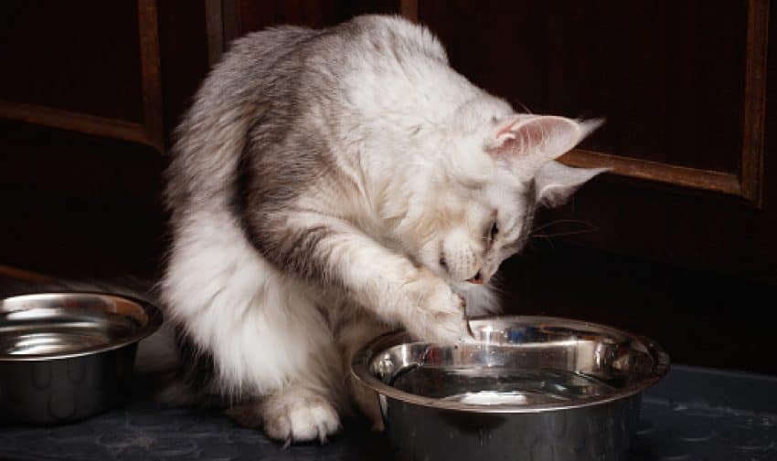Why Do Cats Touch the Water Before Drinking? A Full Guide 1 Why do cats touch the water before drinking? Is it just another funny cat habit or is there a reason behind it? Find out the answer inside!