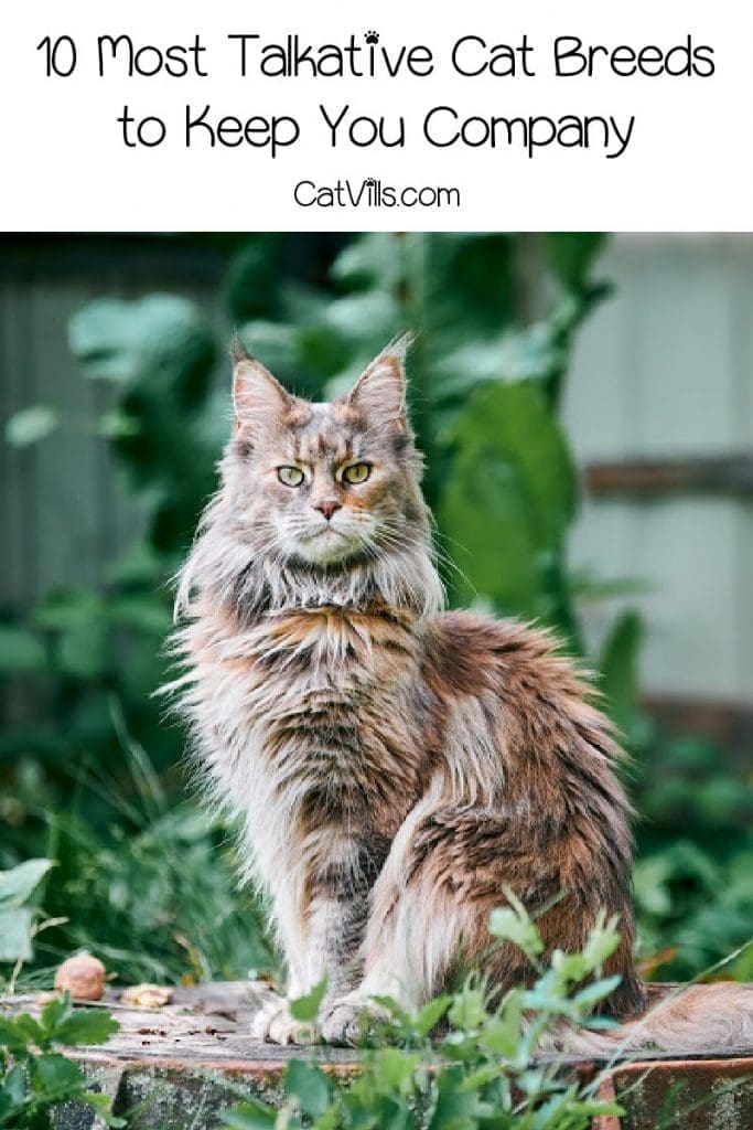 10 Most Talkative Cat Breeds Exposed: The Gift of Gab 11 Looking for the most talkative cat breeds to keep you company? These 10 kitties just love a good chat with their people. Take a look!