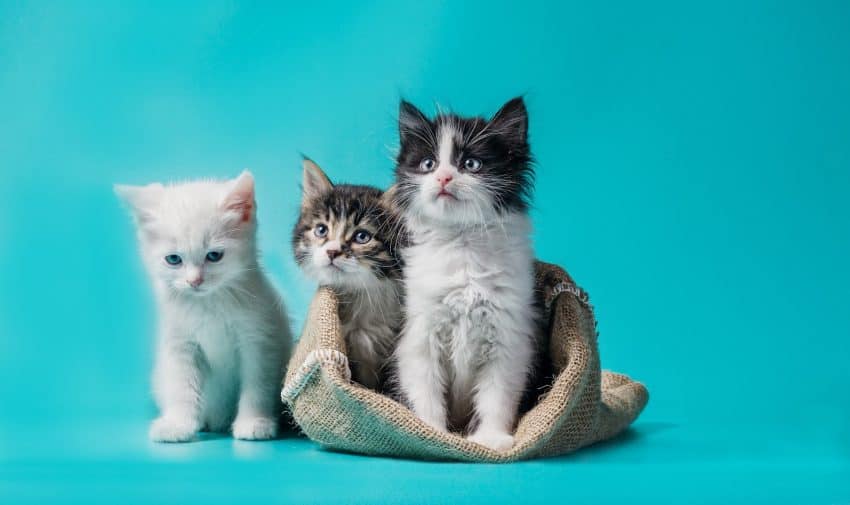 Thinking about getting a third cat? Check out our guide to everything you need to know before expanding your feline family!