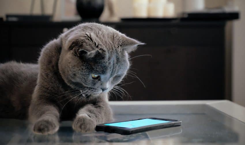 Best Cat Breed Identifier: 4 Apps You Should Try 2 Looking for the best cat breed identifier apps to help you solve your kitty's greatest mystery? Check out our favorites with complete reviews!