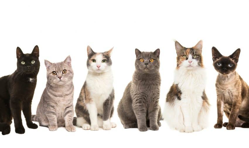 Best Cat Breed Identifier: 4 Apps You Should Try 1 Looking for the best cat breed identifier apps to help you solve your kitty's greatest mystery? Check out our favorites with complete reviews!