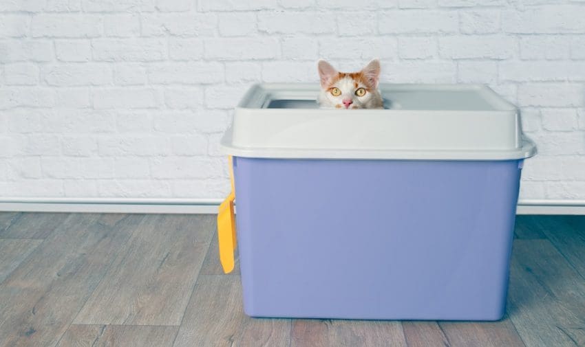 Looking for the best cat litter box liners for top entry boxes (or any other box, for that matter)? Check out our complete reviews of the top 10!