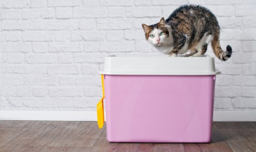 Looking for the best cat litter box liners for top entry boxes (or any other box, for that matter)? Check out our complete reviews of the top 10!