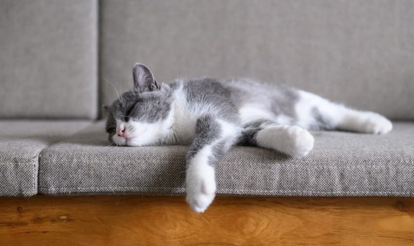 What's the deal with cats sleeping on the side? How about other cute kitty naptime positions? Find out the answers in our complete guide!