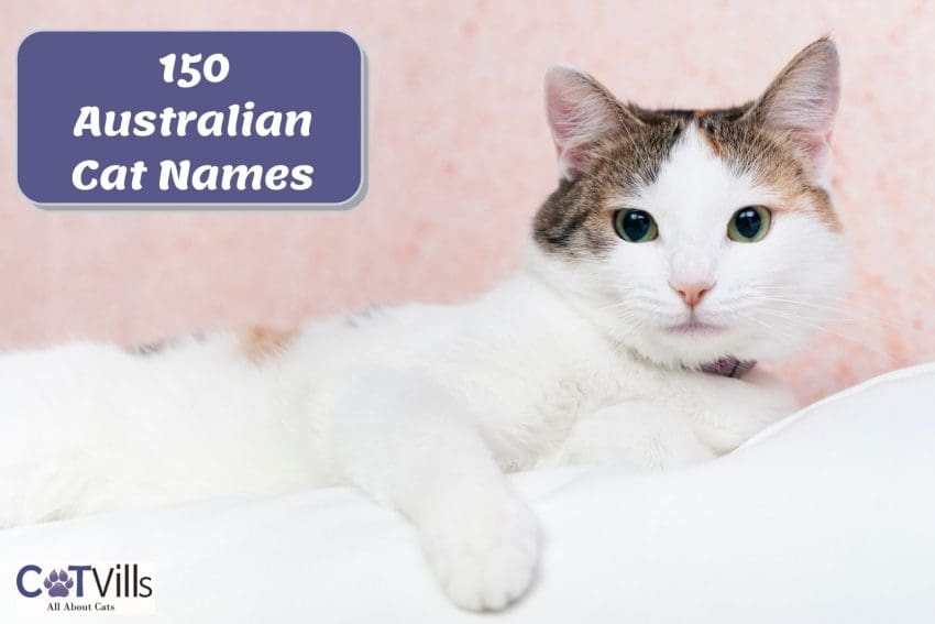 150 Exhilarating Australian Cat Names for Your Kitty