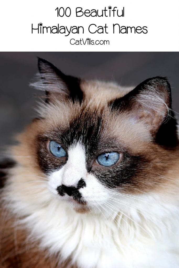 100 Best Himalayan Cat Names for Males & Females 3 A Himalayan can with text that reads "100 beautiful Himalayan cat names"