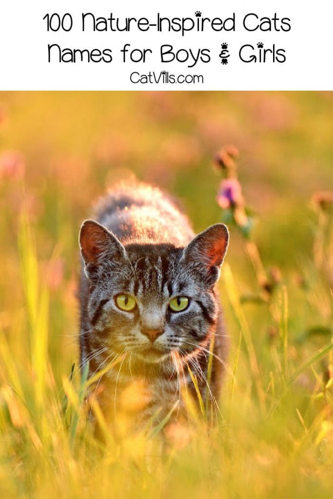 100 Impressive Nature-Inspired Cat Names 3 A cat walking through tall grass in a field, with text that says " 100 nature-inspired cat names for boys & girls."