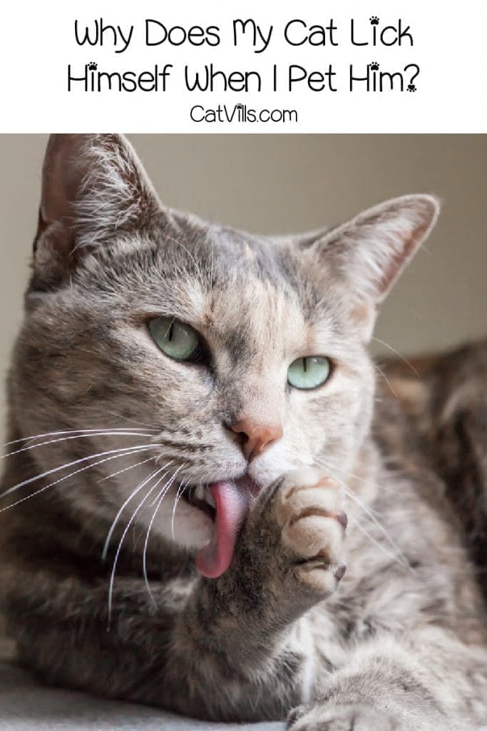Why Does My Cat Lick Himself After I Pet Him? 4 Reasons 5 Why Does My Cat Lick Himself After I Pet Him? 4 Reasons